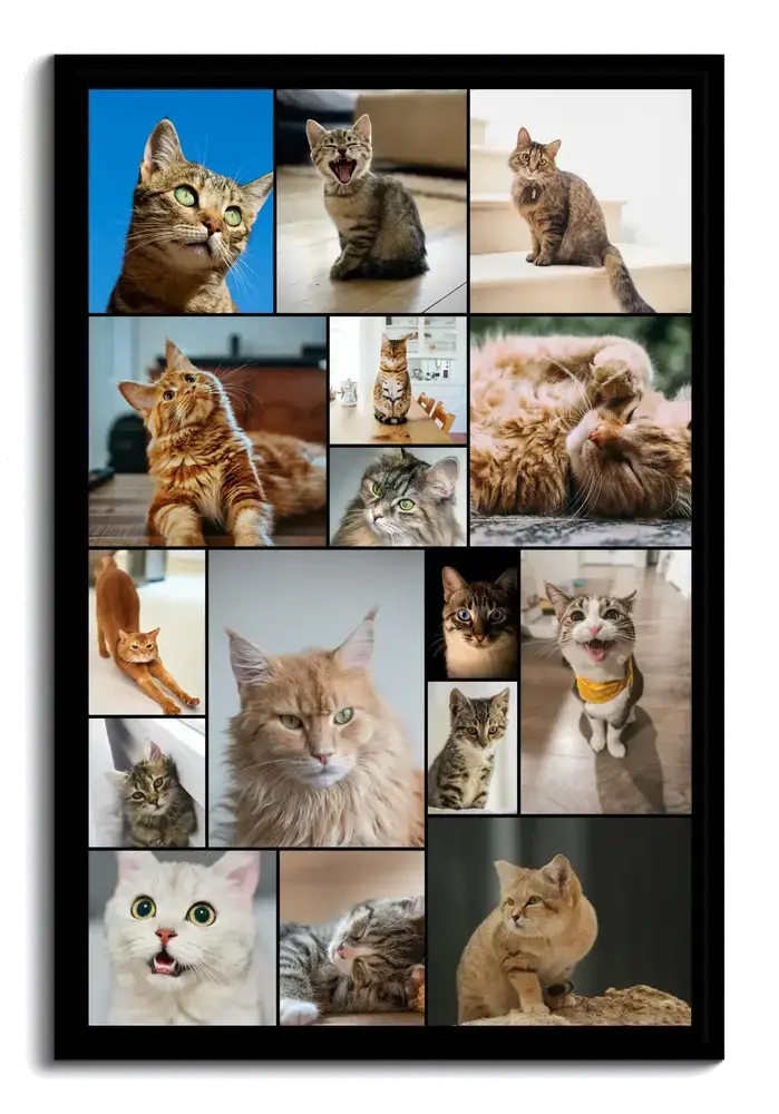 Pêle-mêle de chats au format vertical dans un cadre noir, photos de tailles variées séparées par de fins traits sombres