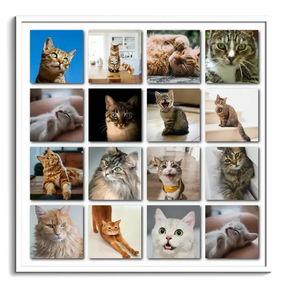 Pêle-mêle de 16 photos de chats en grille régulière avec effet d’ombre sur fond blanc, dans un cadre blanc