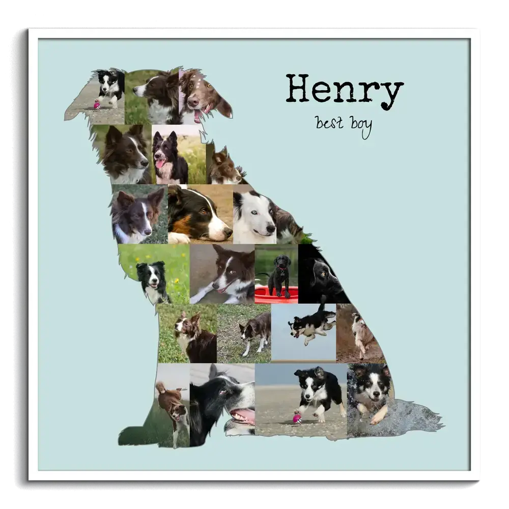 Collage photo Border Collie assis avec prénom sur fond bleu clair, cadre blanc, cadeau pour un amoureux des chiens
