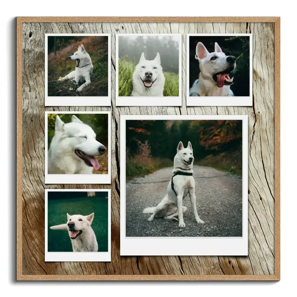 Collage photo de chien encadré en bois, avec six photos façon Polaroid d’un berger blanc sur fond imitation bois