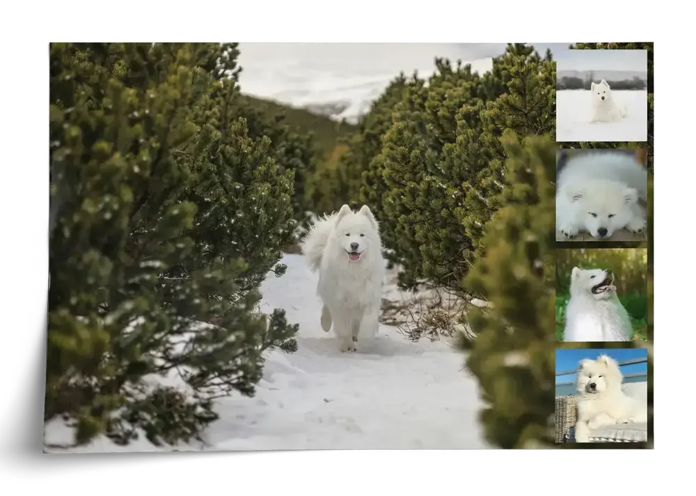 Poster collage de chien avec une grande photo de samoyède dans la neige et quatre petites photos à droite