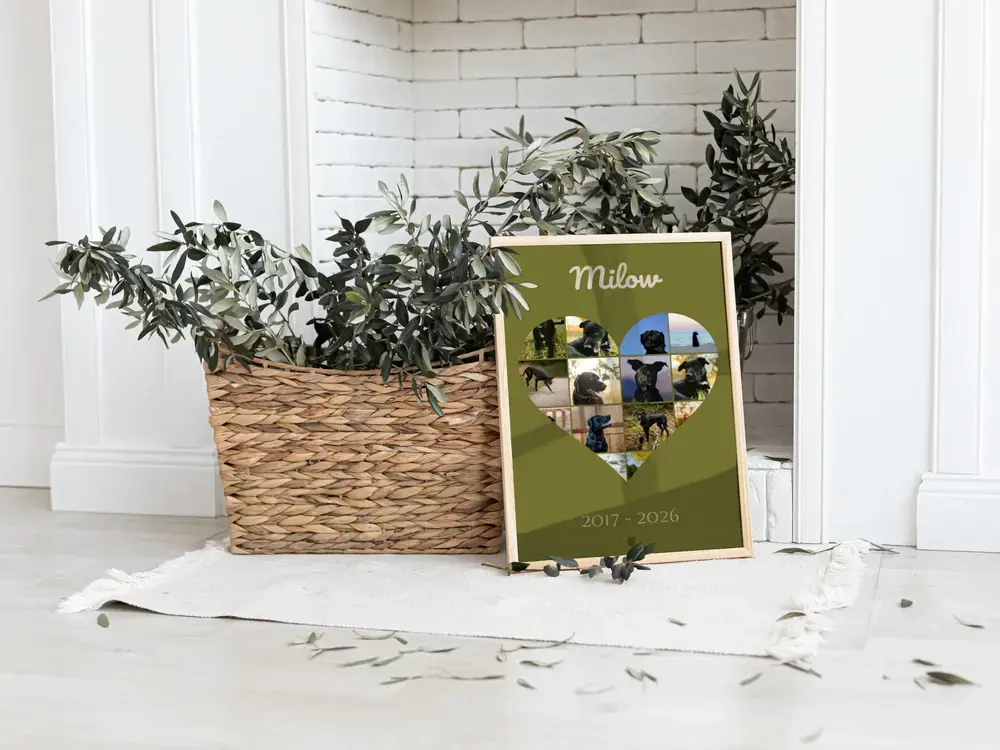 Collage souvenir d’un chien, photos en cœur sur fond vert olive, encadré au sol près d’une plante en panier