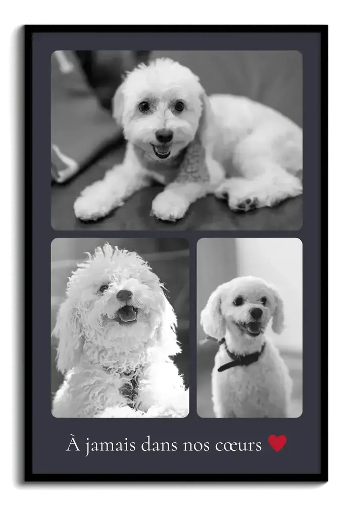 Collage souvenir pour chien disparu, trois photos noir et blanc et cœur rouge, dans un cadre noir
