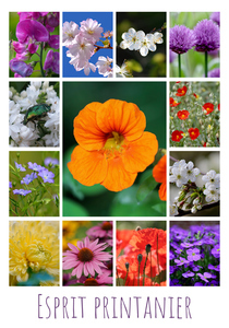 Créez votre collage photo fleurs de printemps – tirage premium