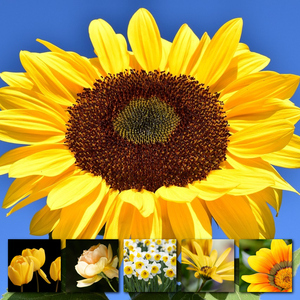 Créez votre collage photo fleurs de printemps – tirage premium