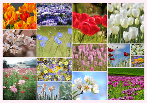 Créez votre collage photo fleurs de printemps – tirage premium