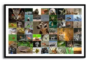 Collage photo d’animaux sauvages en grille, avec hibou, renard et hérisson, au format paysage dans un cadre noir