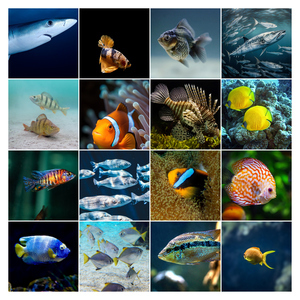 Collage photo animaux marins & plongée – créez et imprimez en qualité premium