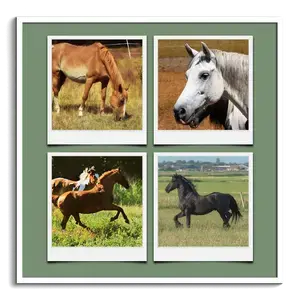 Animaux Sauvages en Collage Polaroid