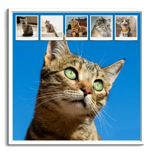 Collages photos de chats - Texte personnalisés