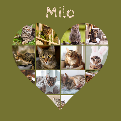 Collage cœur chat avec photos – personnalisez avec nom ou texte