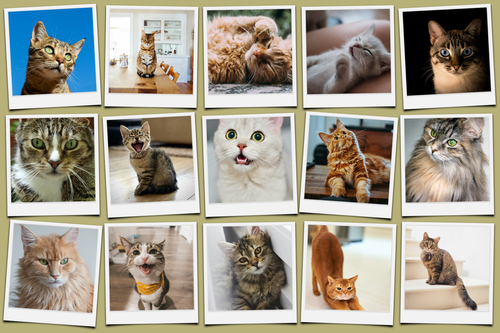 Collage photo Polaroid de votre chat - créez et personnalisez avec nom et texte
