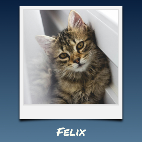 Collage photo Polaroid de votre chat - créez et personnalisez avec nom et texte