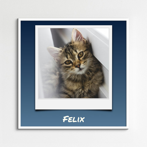 Collage photo Polaroid de votre chat - créez et personnalisez avec nom et texte