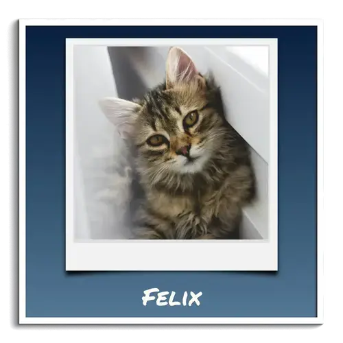 Collage Polaroid Chat avec texte personnalisé