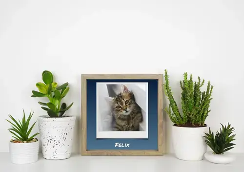 Collage Polaroid Chat avec texte personnalisé