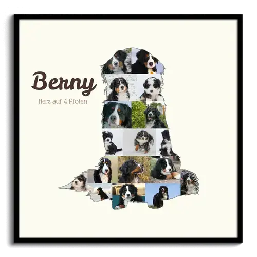Collage Photo Chiens – Créez un Souvenir Personnalisé pour votre Berner Sennenhund