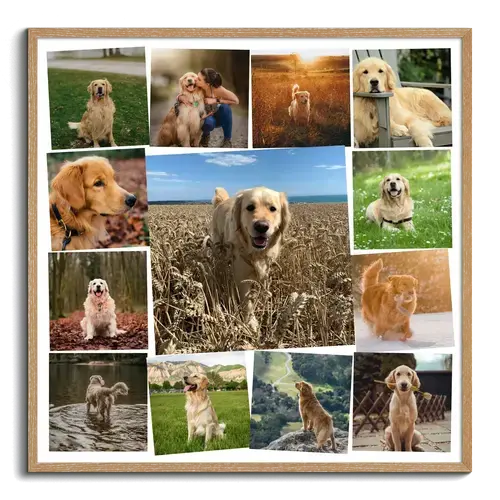 Collage photo chien avec image centrale