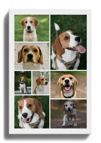 Collage photo de chien personnalisable