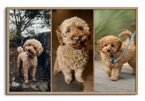 Collage photo chien personnalisable