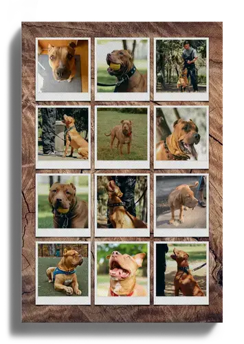 Collage photo chien personnalisable