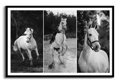 Affiche souvenir cheval avec photo et dates