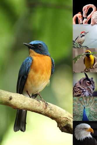 Créez un collage photo d'animaux sauvages & oiseaux - Poster, toile ou cadre premium