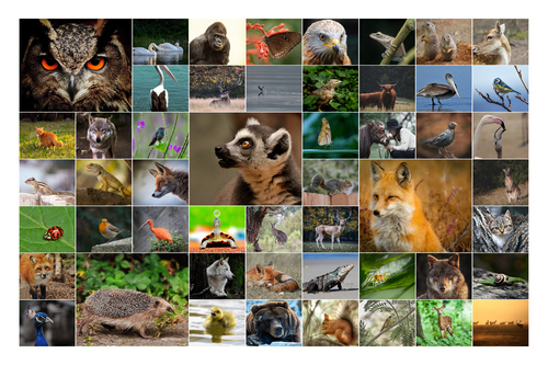 Créez un collage photo d'animaux sauvages & oiseaux - Poster, toile ou cadre premium