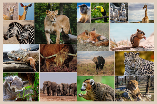 Créez un collage photo d'animaux sauvages & oiseaux - Poster, toile ou cadre premium
