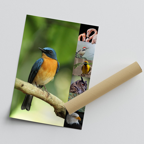 Créez un collage photo d'animaux sauvages & oiseaux - Poster, toile ou cadre premium