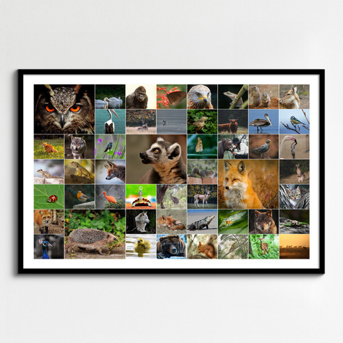 Créez un collage photo d'animaux sauvages & oiseaux - Poster, toile ou cadre premium