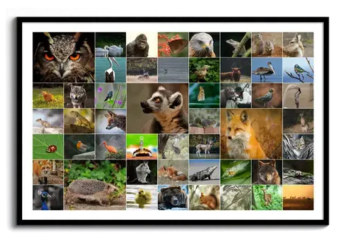 Collage photo d’animaux sauvages en grille, avec hibou, renard et hérisson, au format paysage dans un cadre noir