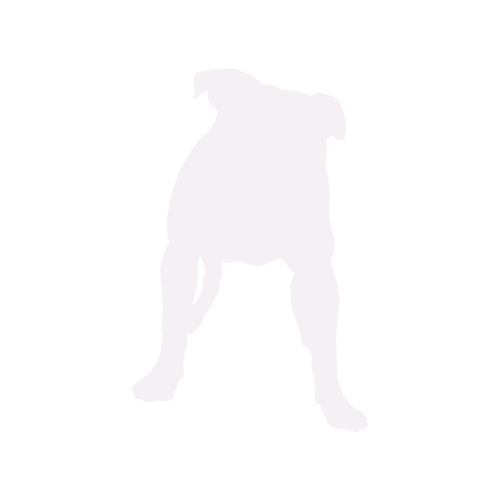 Silhouette de chien American Bully debout