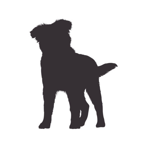 Silhouette de chien Berger Australien debout