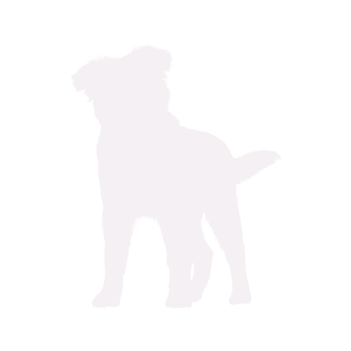 Silhouette de chien Berger Australien debout