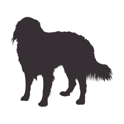 Silhouette de chien Bouvier Bernois debout