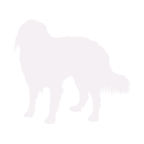 Silhouette de chien Bouvier Bernois debout