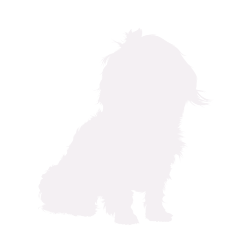 Silhouette de chien Bolonka Zwetna assis