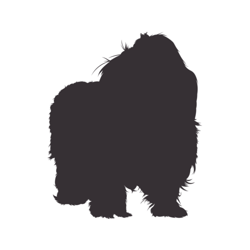 Silhouette de chien Bolonka Zwetna debout