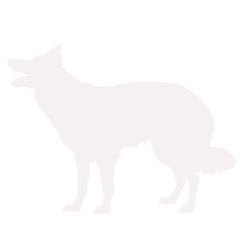 Silhouette de chien Border Collie debout