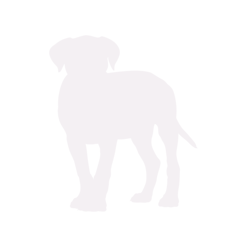 Silhouette de chien Cane Corso debout