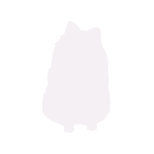 Silhouette de chien Spitz Nain assis