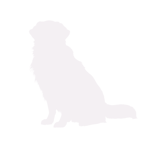 Silhouette de chien Golden Retriever assis