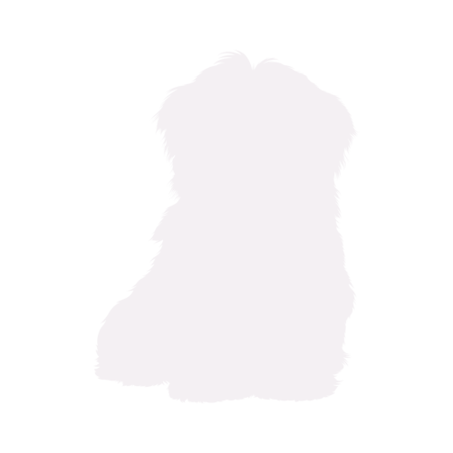 Silhouette de chien Bichon Havanais assis