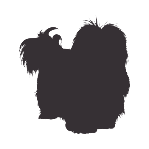 Silhouette de chien Bichon Havanais debout