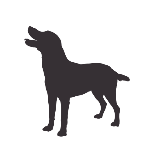 Silhouette de chien Labrador debout