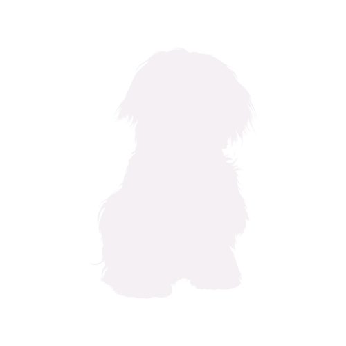 Silhouette de chien Bichon Maltais assis