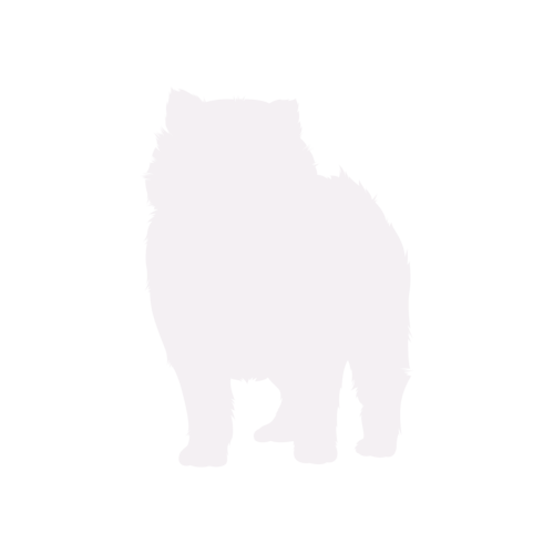 Silhouette de chien Poméranien debout