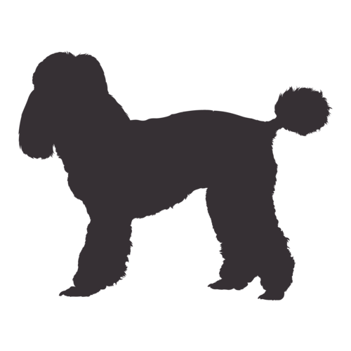 Silhouette de chien Caniche debout