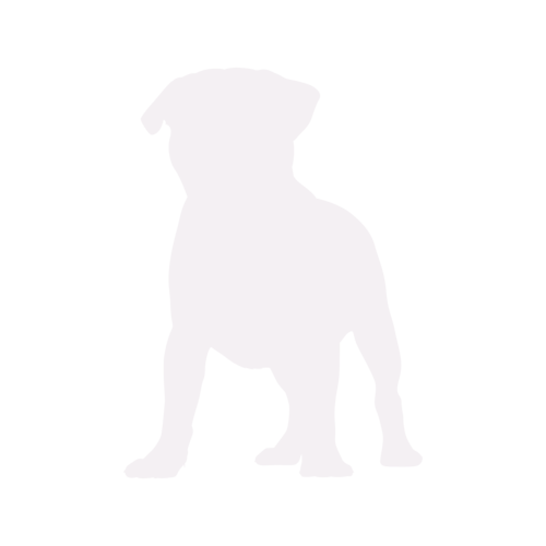 Silhouette de chien Carlin debout